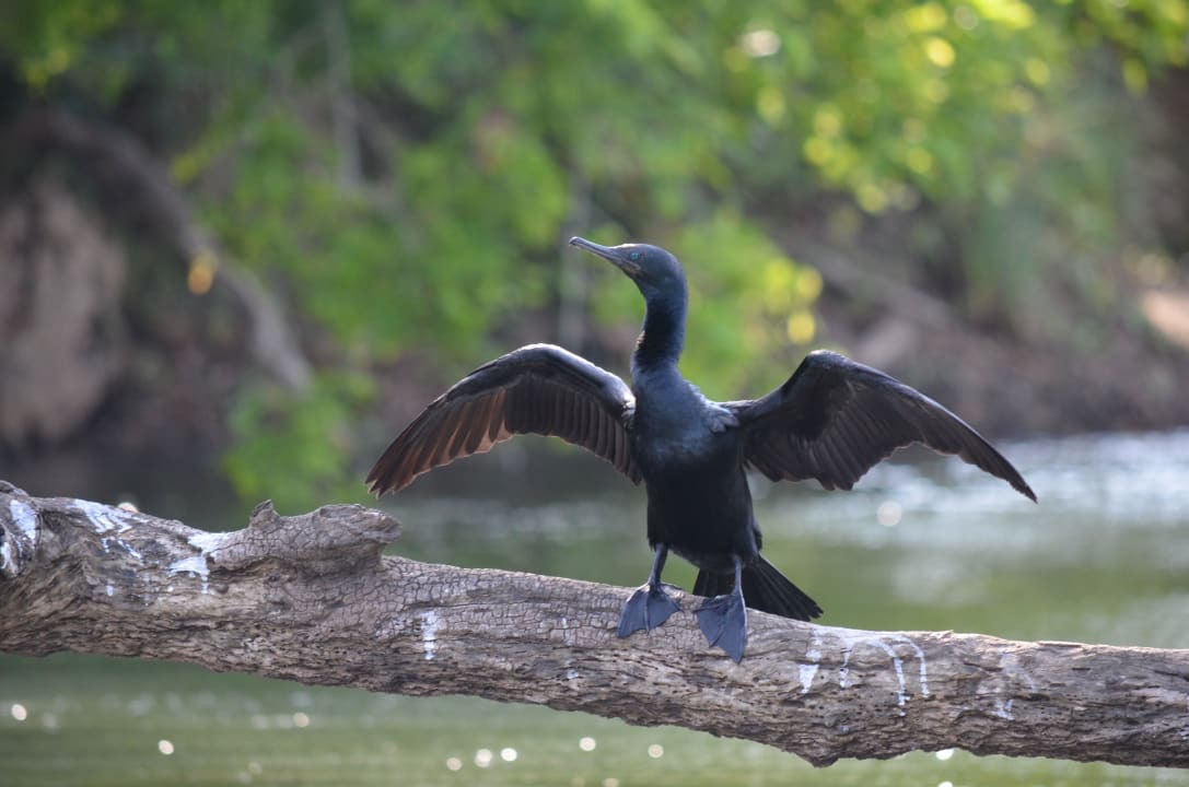 Kormoran Cinnamon Lodge Habarana