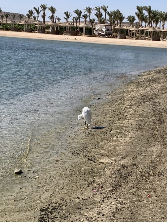 Strand Steigenberger Coraya Beach - Adults only