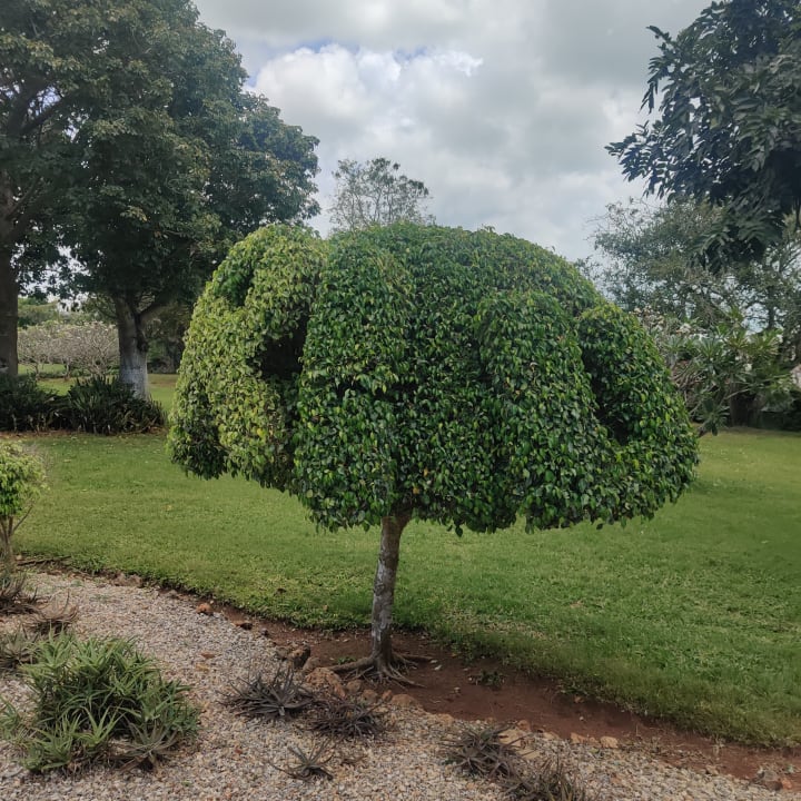 Gartenanlage Hotel Riu Palace Zanzibar