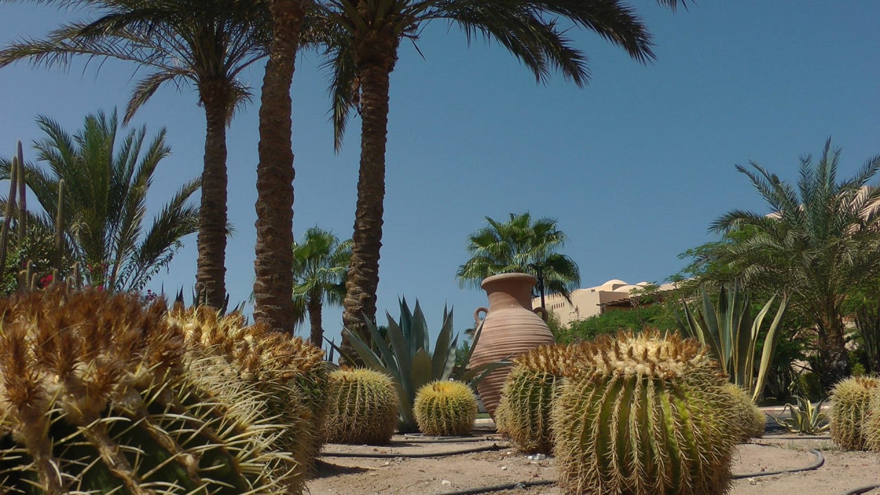 Bild Steigenberger Coraya Beach - Adults only