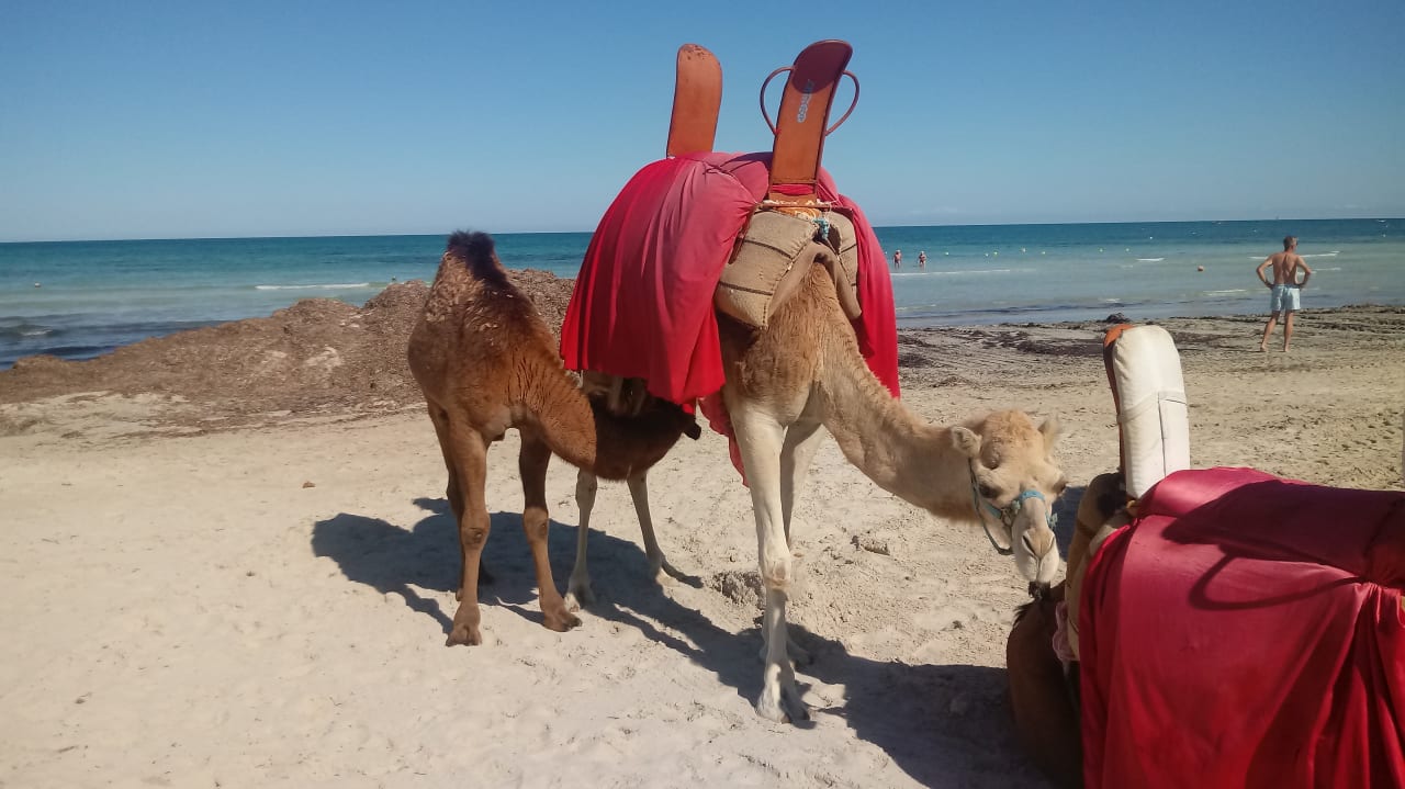 Strand Iberostar Waves Mehari Djerba
