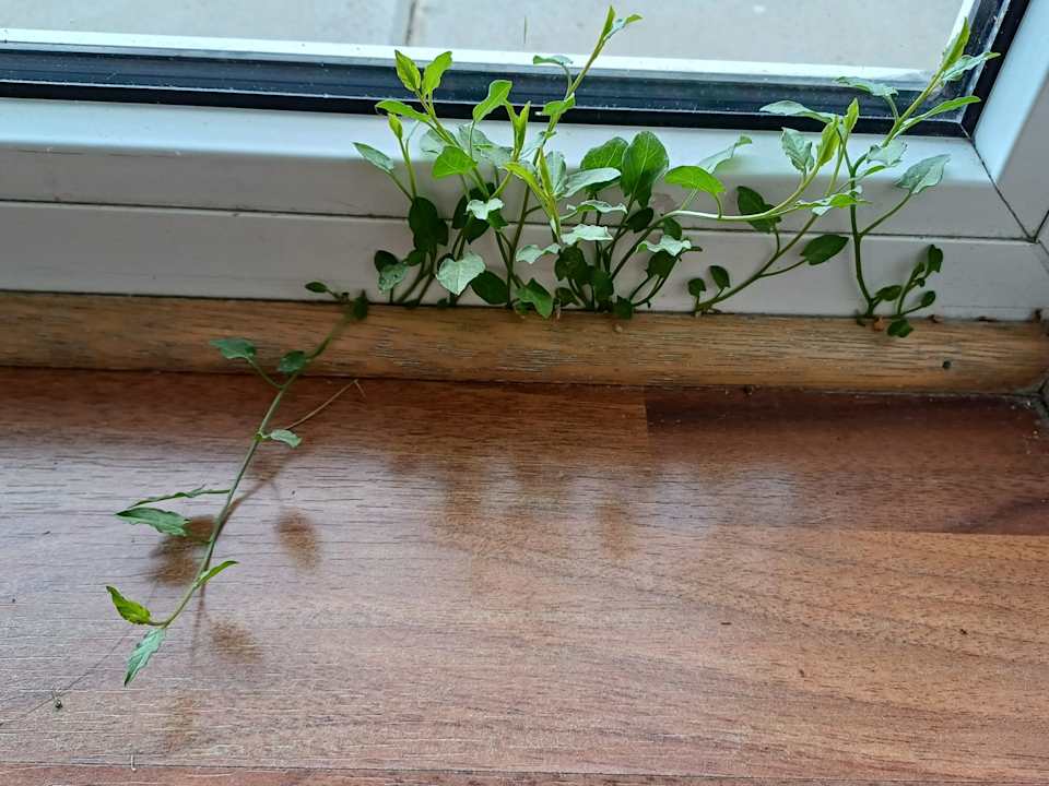 Zimmer Eurostrand Resort Moseltal