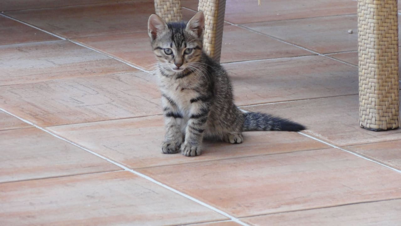 Außenbar Limak Limra Hotel & Resort