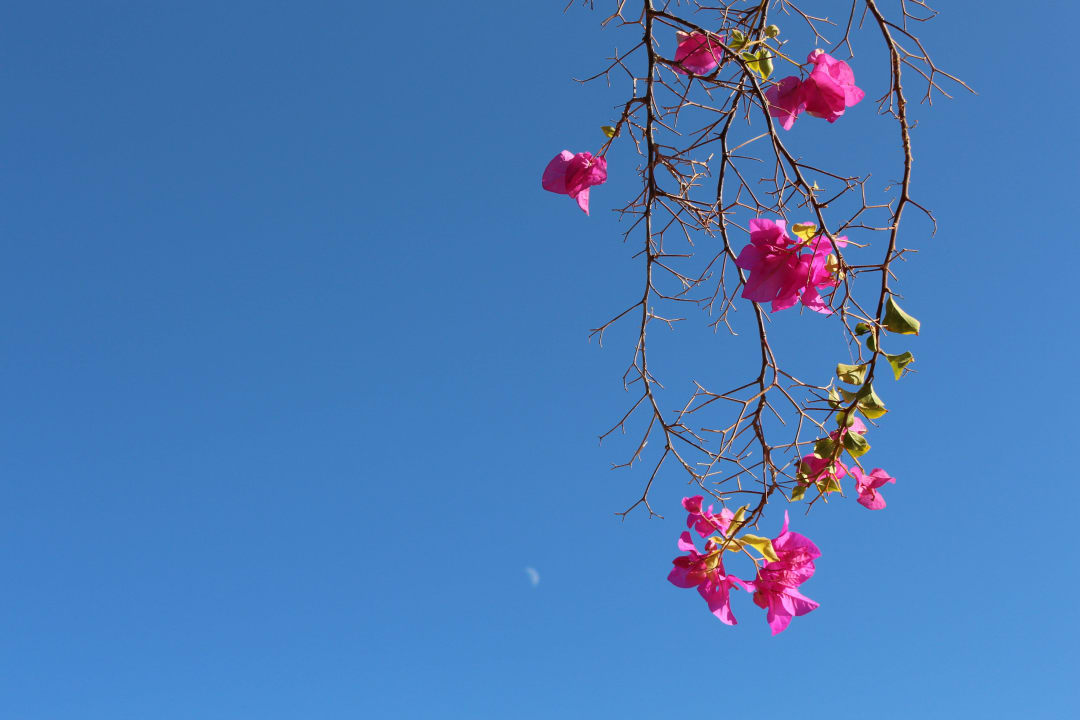 Überall farbenfrohe Pflanzen Steigenberger Coraya Beach - Adults only