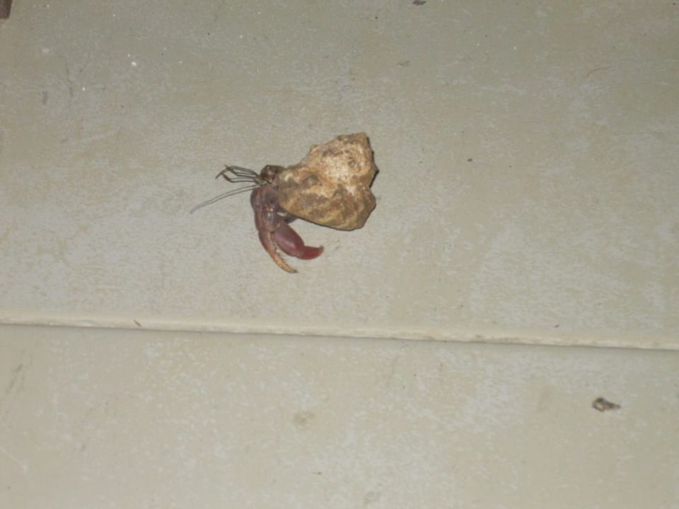 Sonstiges Hotel Viva Dominicus Beach by Wyndham - All Inclusive Resort