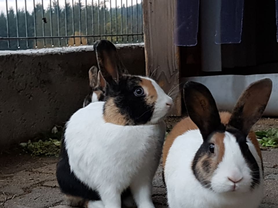 Sport & Freizeit Ferienwohnungen Grub-Daniel-Hof