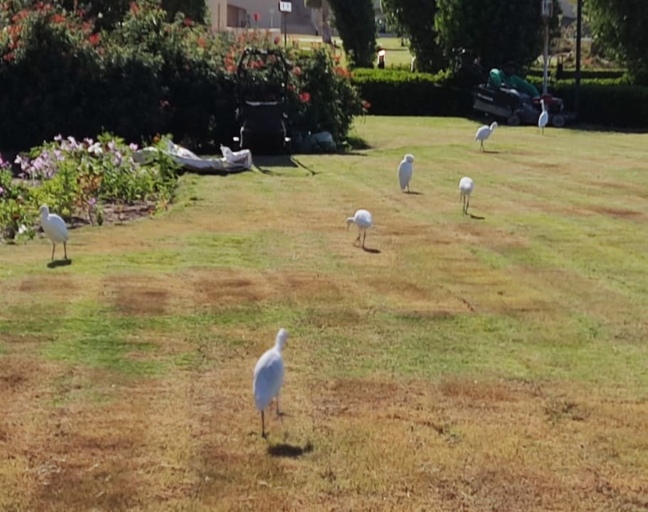 Gartenanlage Cleopatra Luxury Resort Makadi Bay