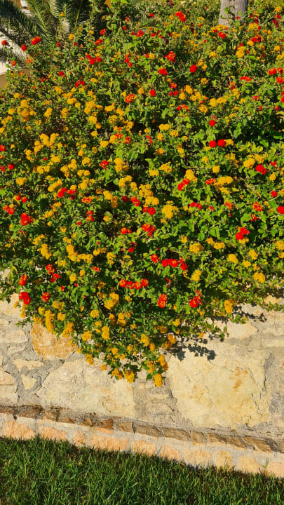 Gartenanlage Hotel Kalithea Horizon Royal