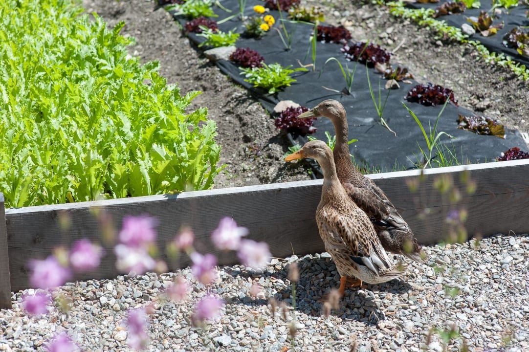 Garten Hotel Ultnerhof