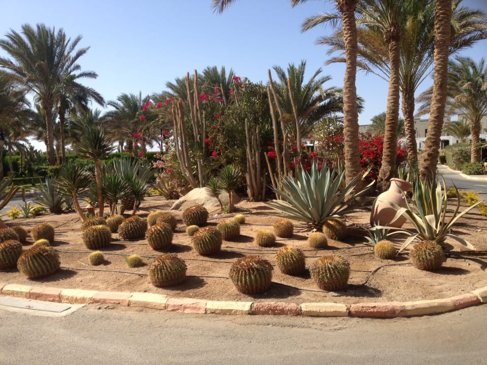 Garden in front of reception entrance Steigenberger Coraya Beach - Adults only