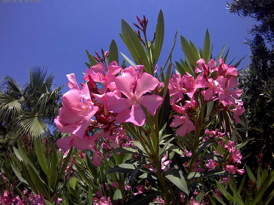 Strand Seaden Corolla Hotel