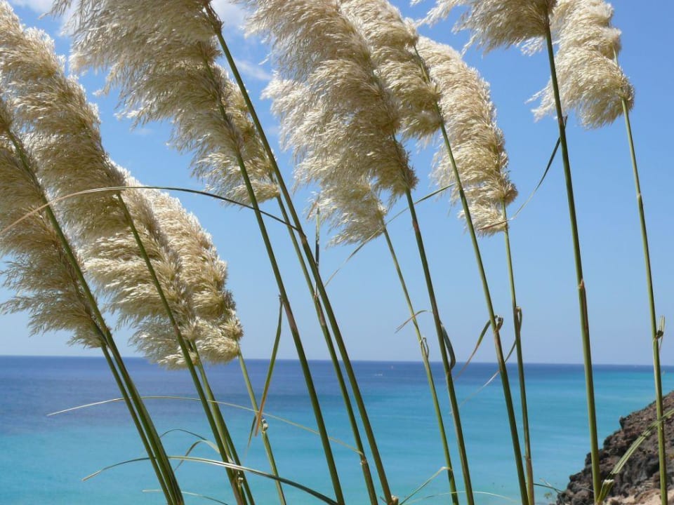 Blick vom Pool Marina Playa Suite Hotel