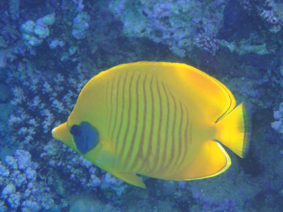 Strand Cleopatra Luxury Resort Makadi Bay