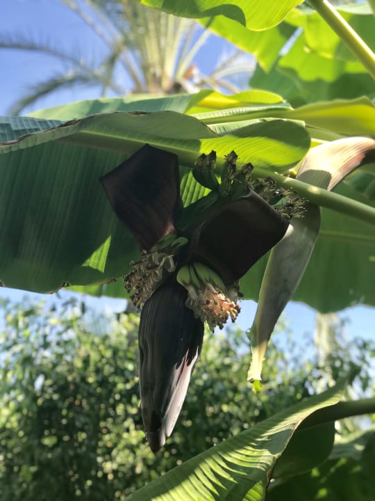 Gartenanlage Belek Beach Resort Hotel