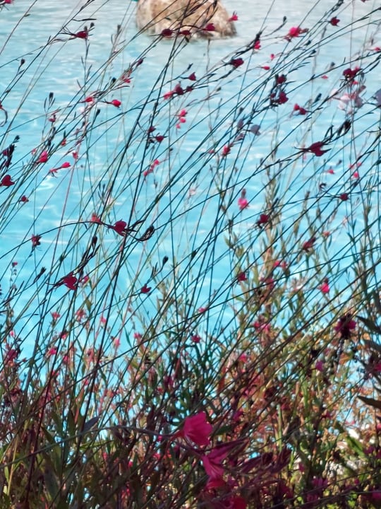 Sonstiges PALOMA Perissia