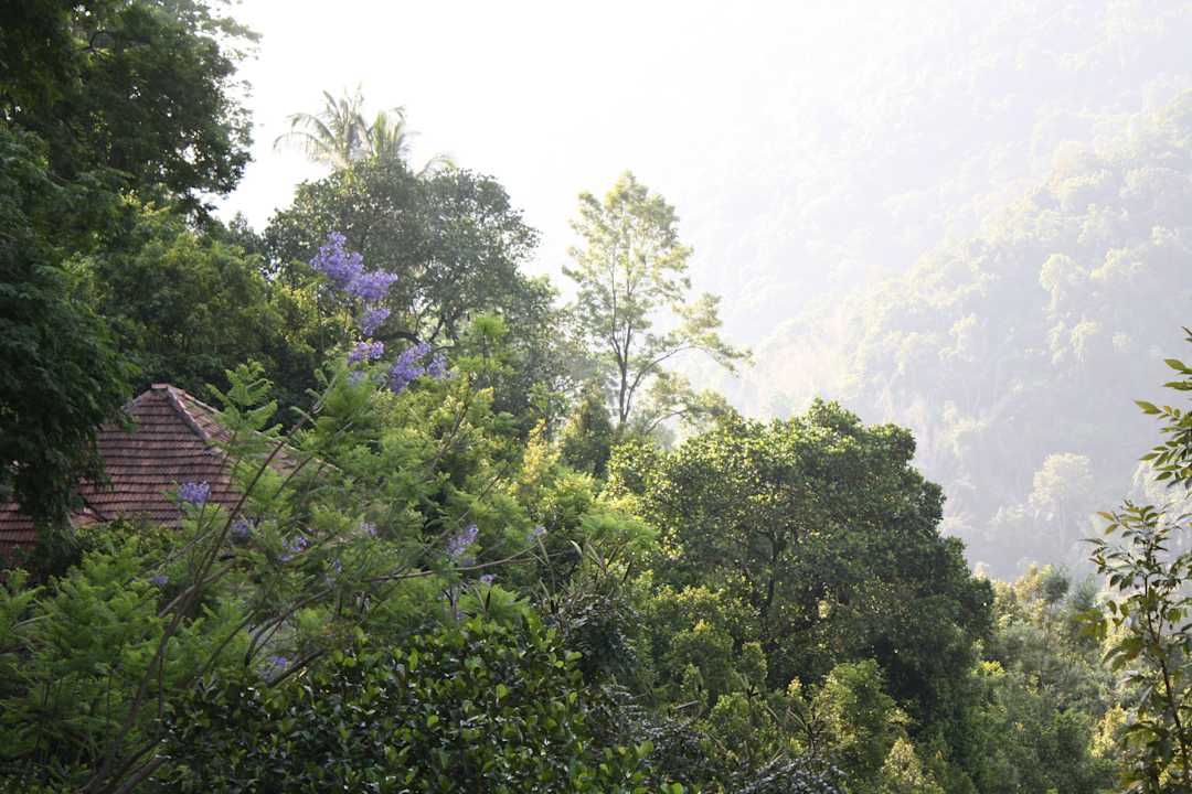 Erholsamer Blick ins Grüne Kurumba Village Resort