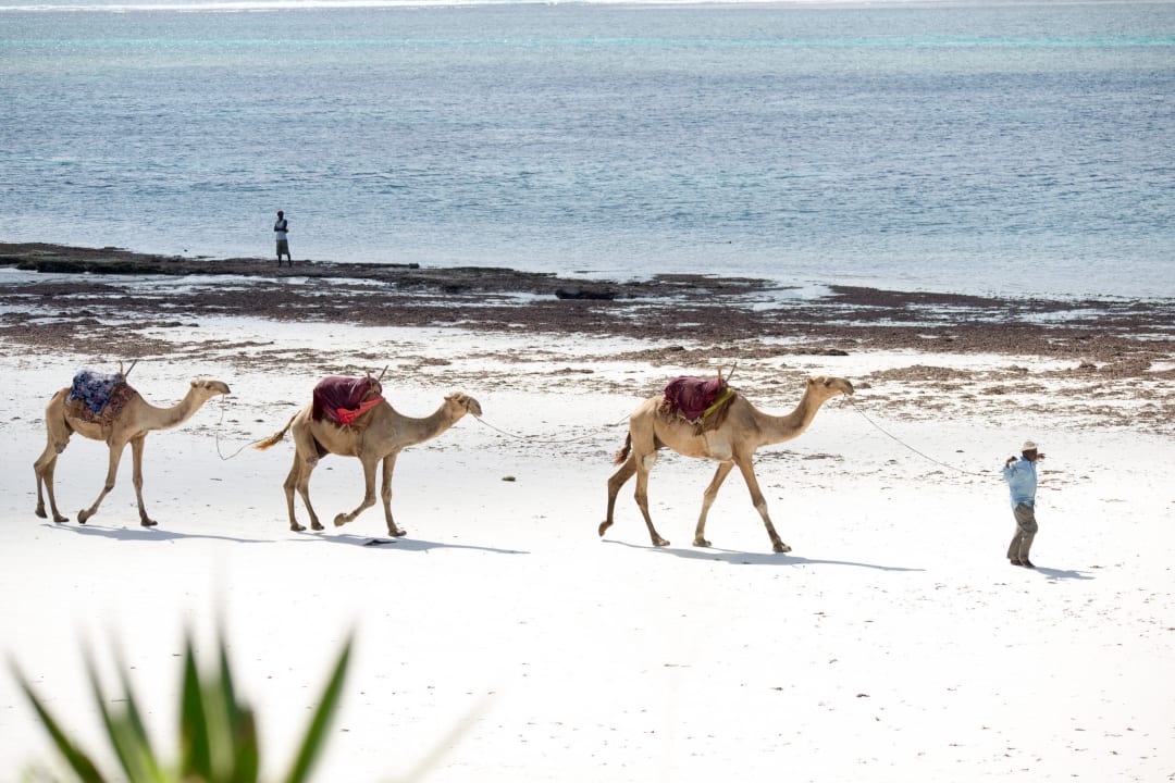 Kamelidylle am Strand Baobab Beach Resort & Spa