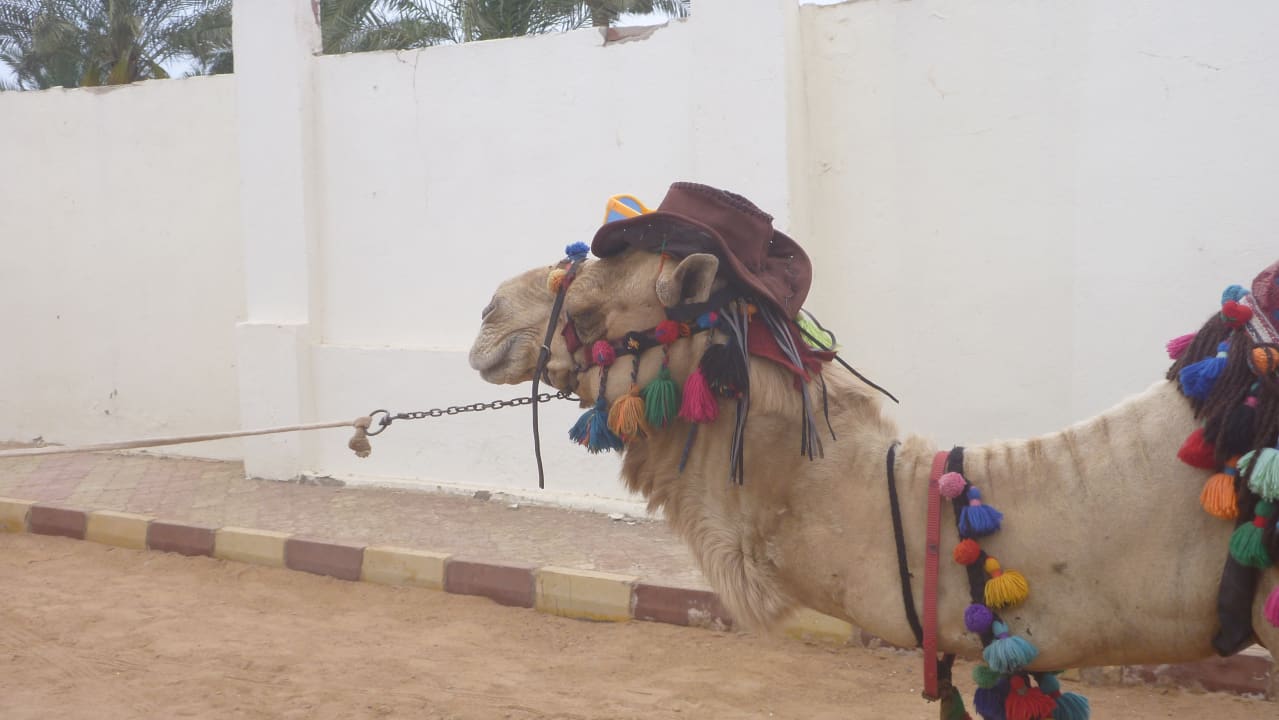 Sonstiges Pickalbatros Dana Beach Resort - Hurghada