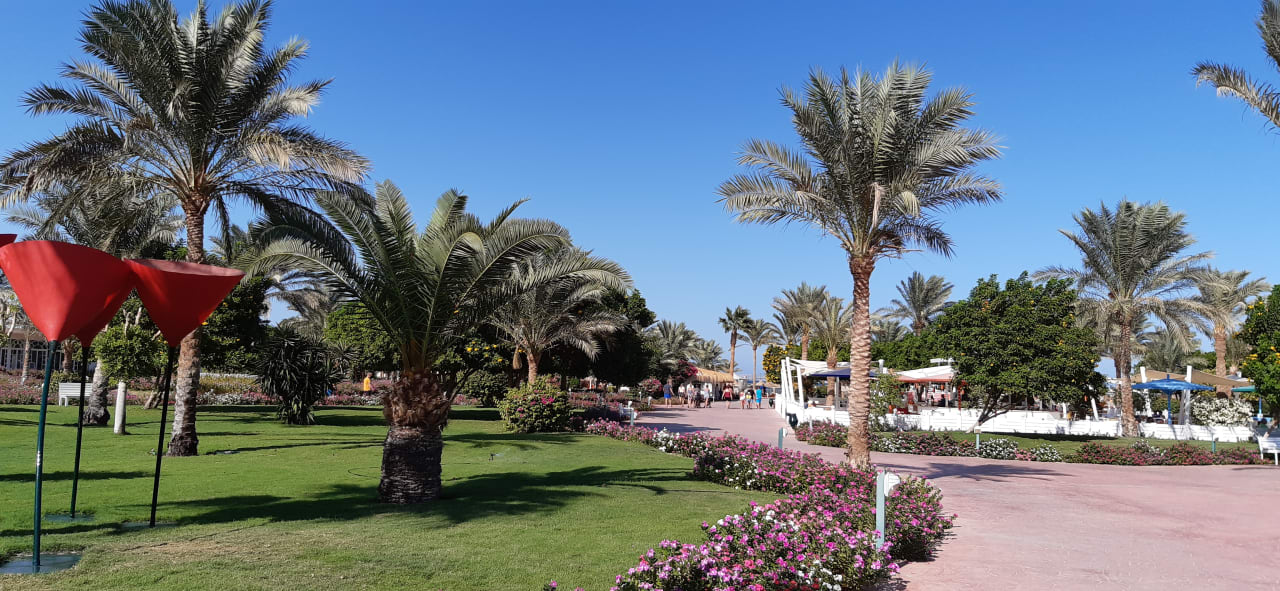 Gartenanlage Desert Rose