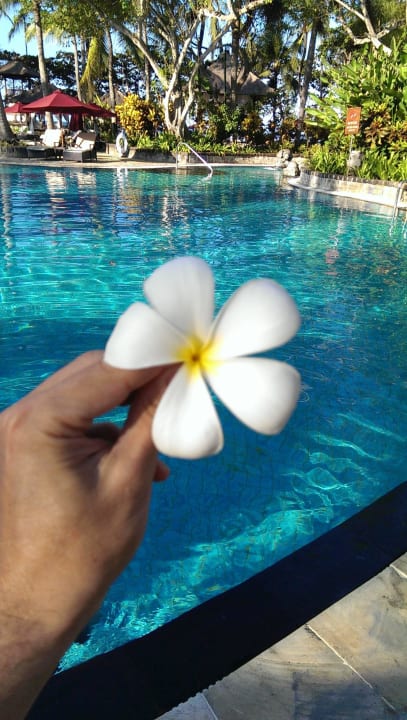 Blütenpracht The Laguna A Luxury Collection Resort & Spa