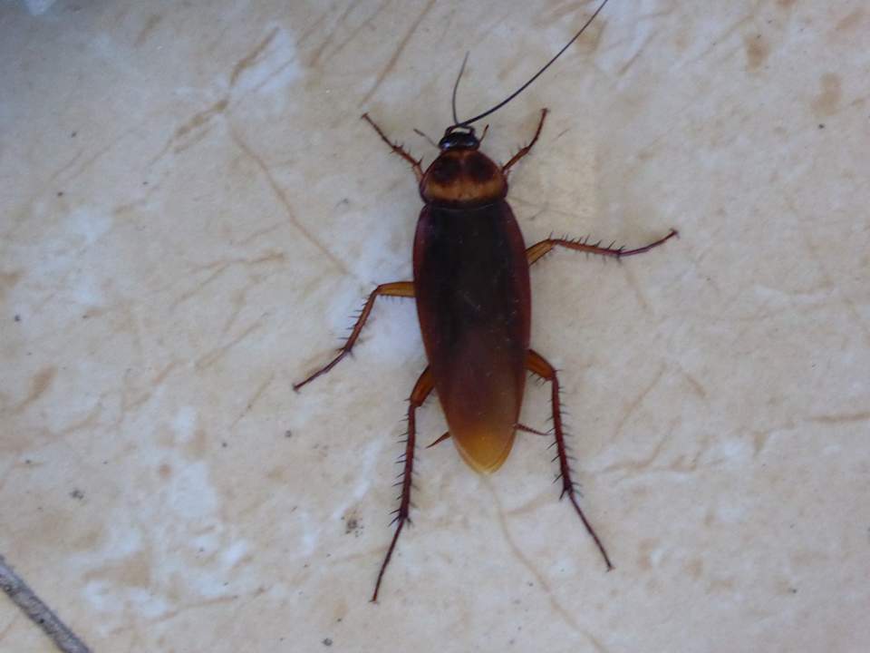 Restaurant Le Duy Grand Hotel