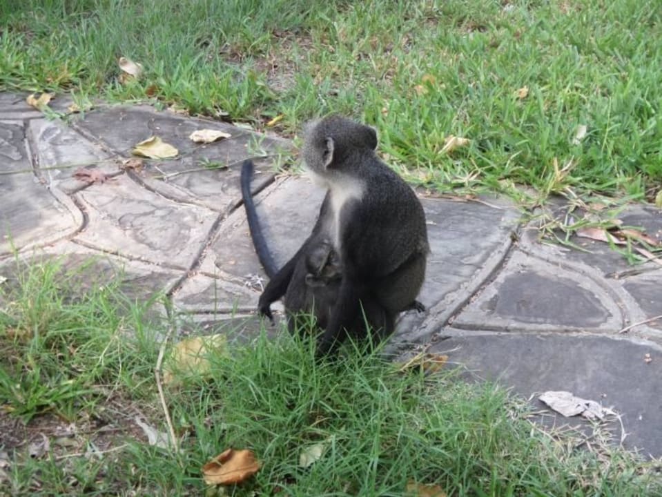 Affe in Hotelanlage Hotel Diani Sea Lodge