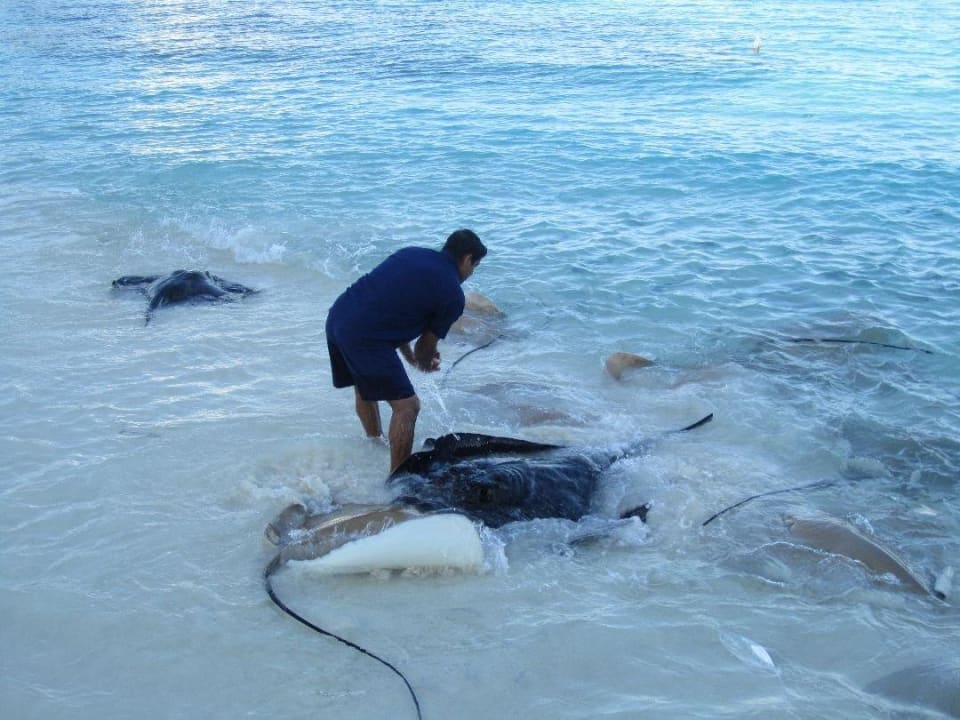 Rochenfütterung NH Collection Maldives Reethi Resort