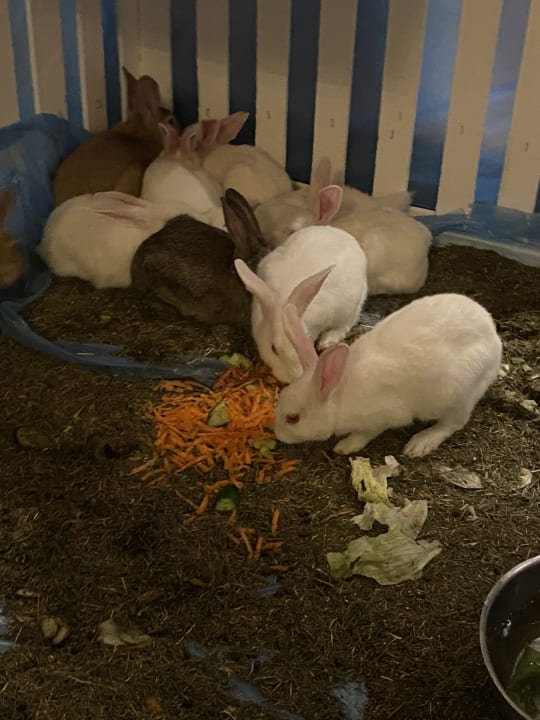 Sonstiges Three Corners Fayrouz Plaza Beach Resort