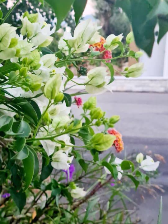 Gartenanlage Hotel Kalithea Horizon Royal