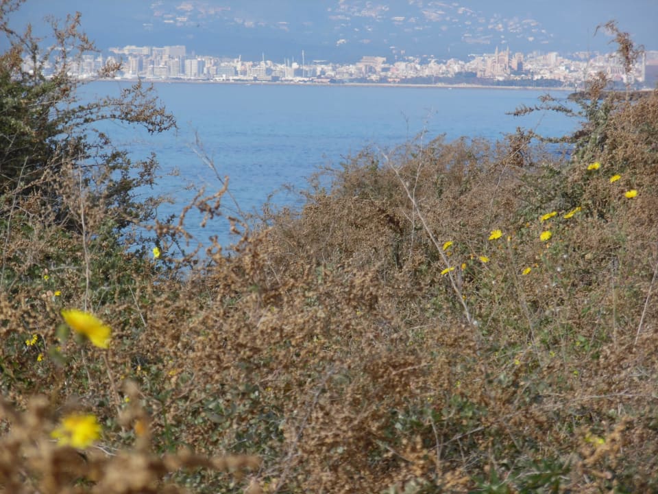 Spazierweg Richtung Palma AluaSoul Palma