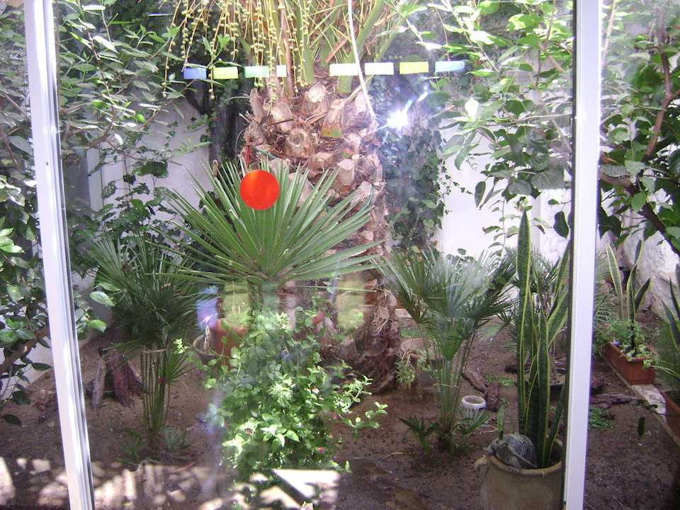 Ogromne akwarium z zółwiami The Club Hammamet