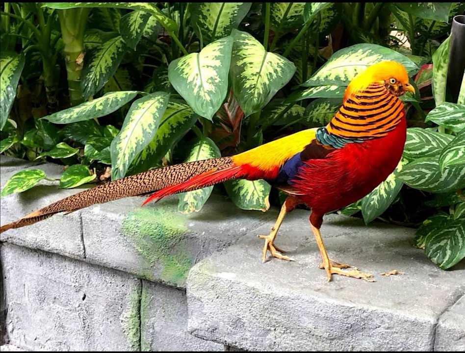 Gartenanlage Tropical Islands Resort