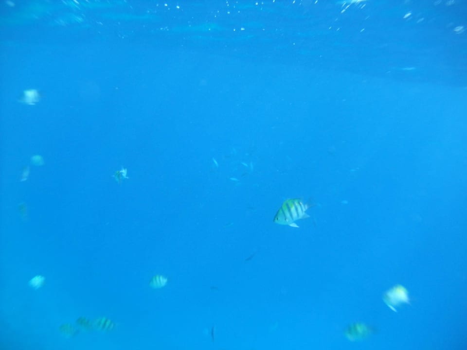 Unter Wasser fotografie Arabia Azur Resort
