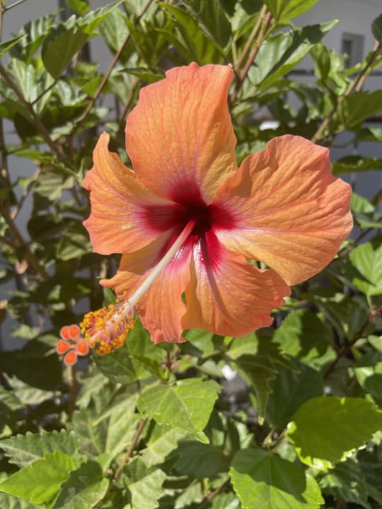 Gartenanlage Sol Fuerteventura Jandia - All Suites