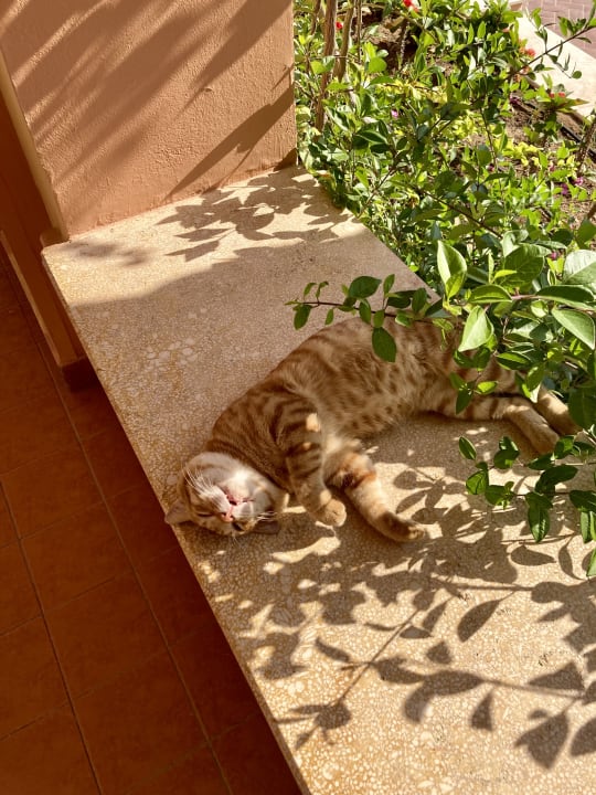 Gartenanlage Steigenberger Coraya Beach - Adults only