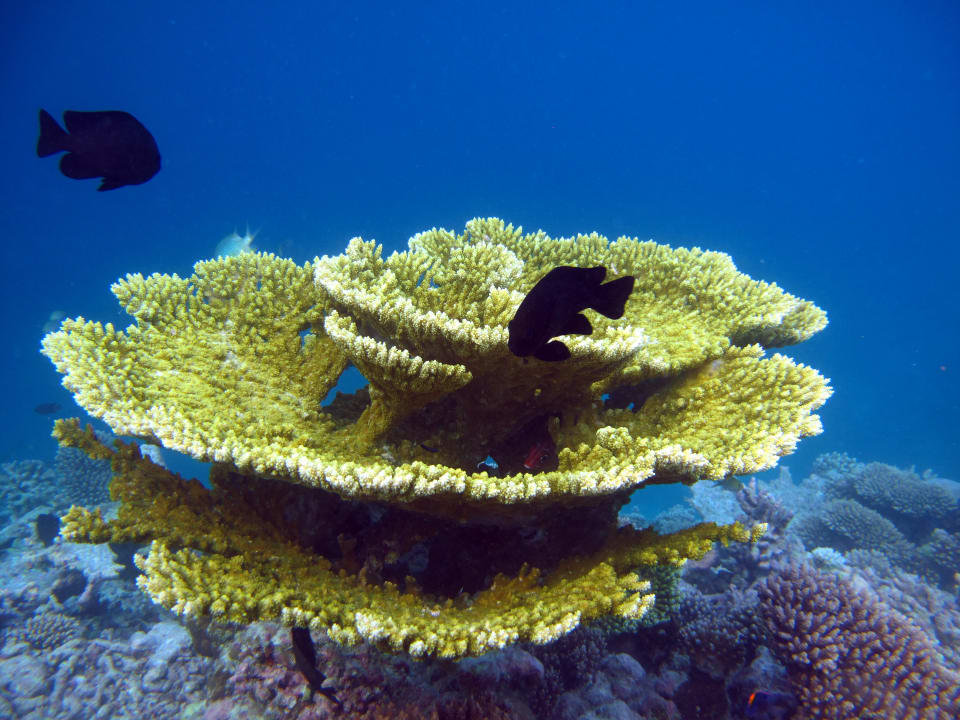 Sonstiges Diamonds Thudufushi