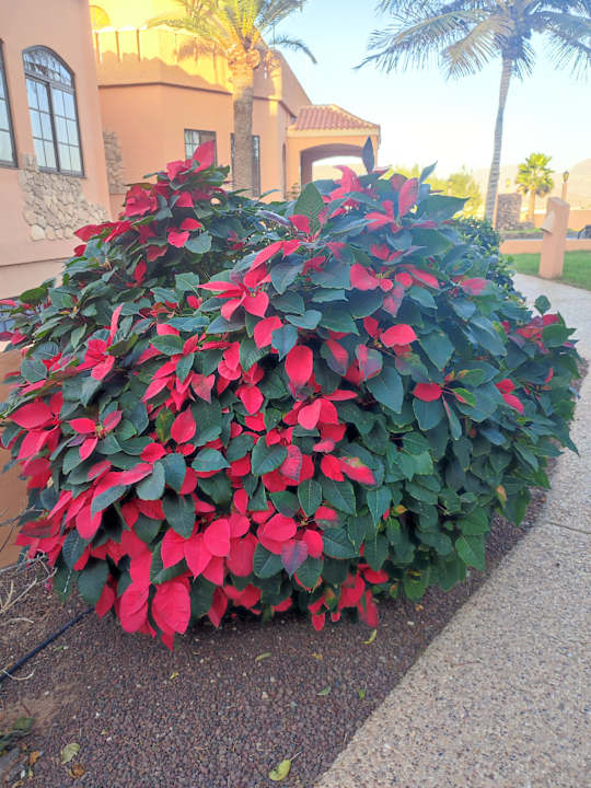 Gartenanlage Bakour Fuerteventura La Pared