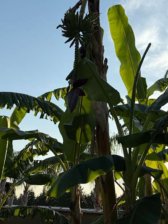 Gartenanlage Adalya Elite Lara