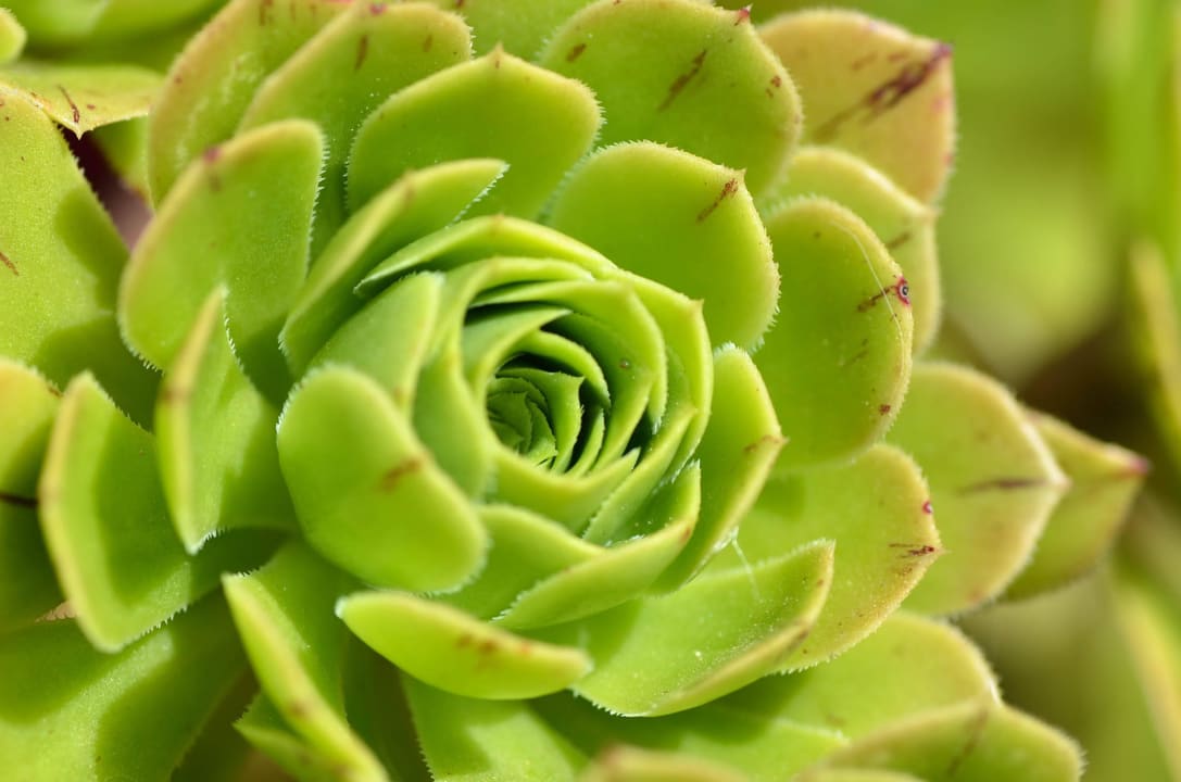 Gartenimpressionen Hotel Finca Can Paulino