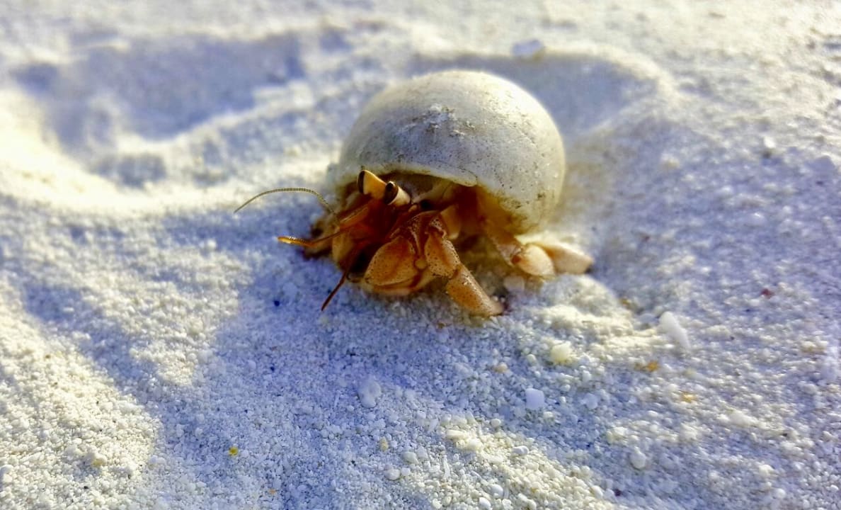 Strand Fihalhohi Maldives