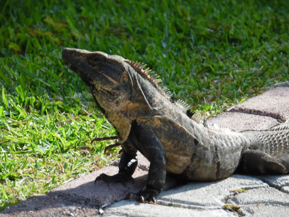 Sonnenanbeter lieb lassen sich sogar anfallen Grand Palladium Select White Sand Resort & Spa