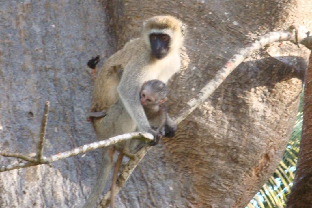 Affentheater Hotel Papillon Lagoon Reef