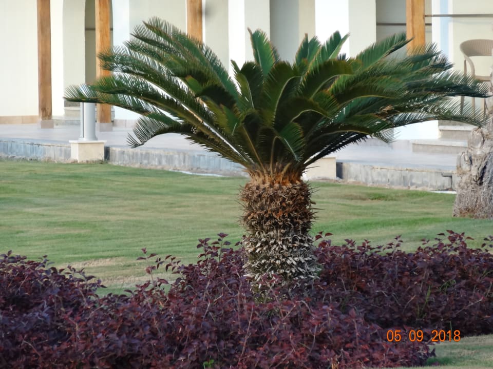 Gartenanlage Pickalbatros Dana Beach Resort - Hurghada