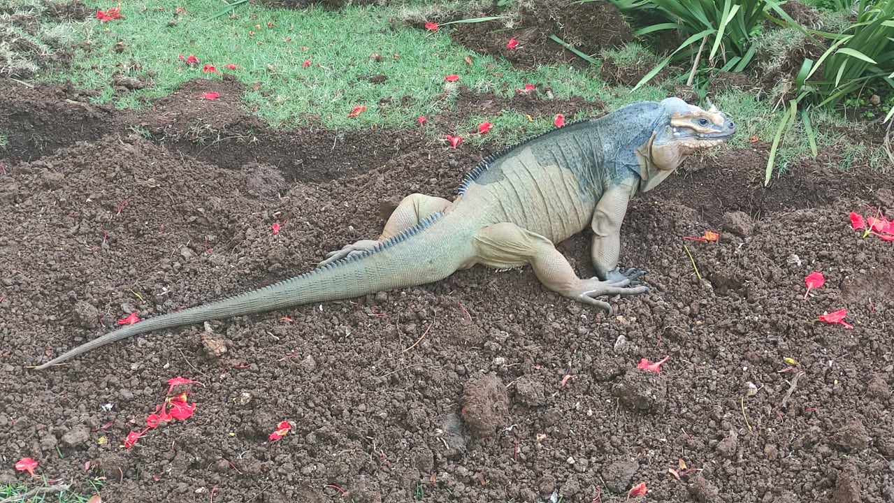 Gartenanlage Hotel Viva Dominicus Palace by Wyndham-All Inclusive Resort