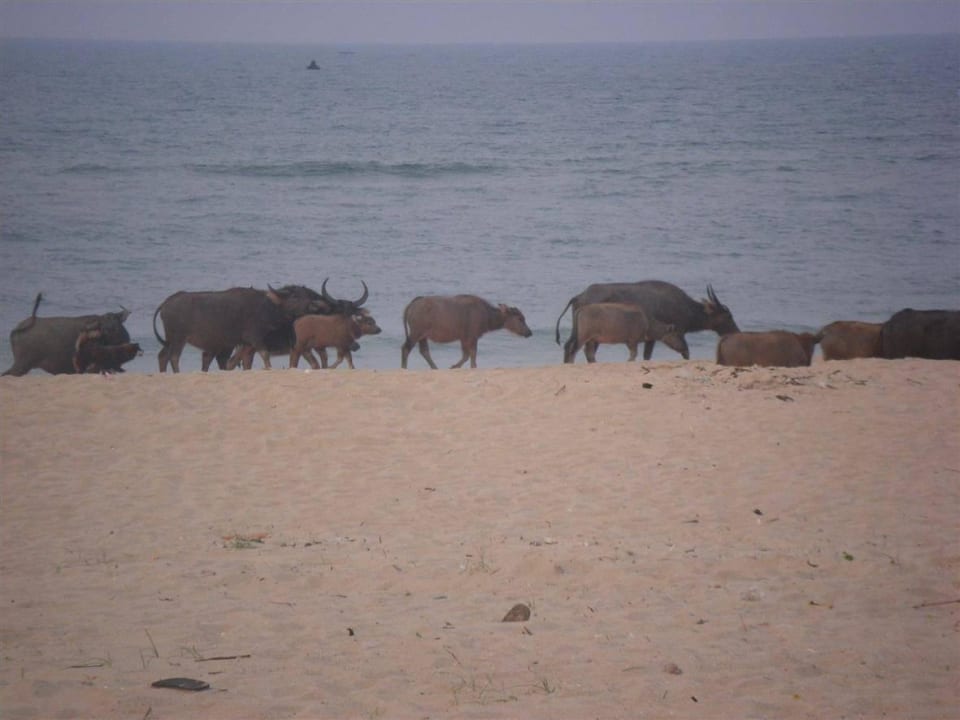 Wasserbüffel Ana Mandara Hue Beach Resort & Spa