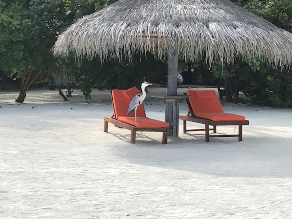 Strand Sun Siyam Olhuveli