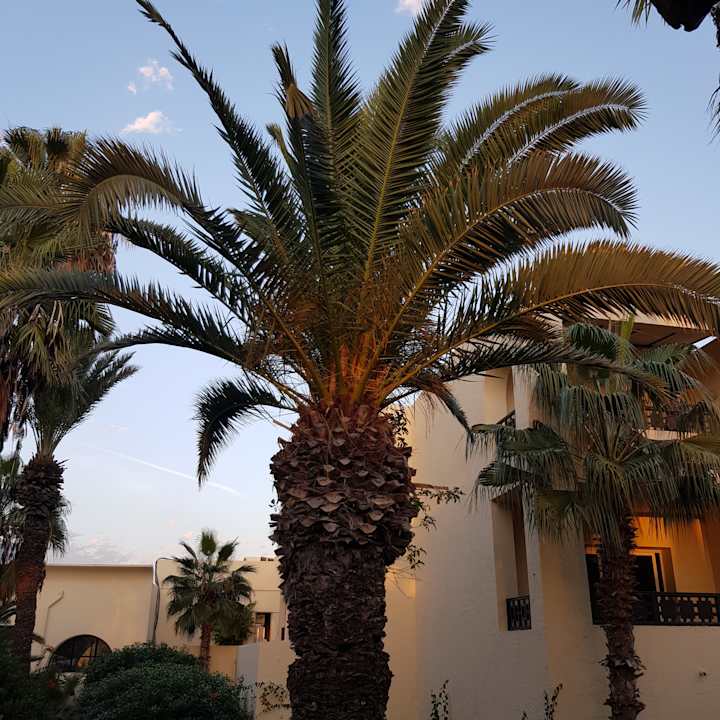 Gartenanlage Hotel Paradis Palace