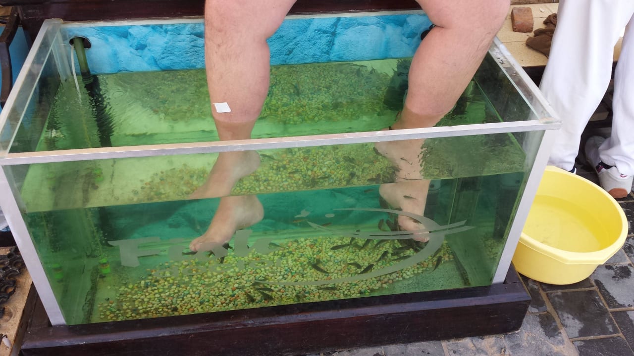 Die Fische haben noch keinen Hunger Beach Albatros Resort