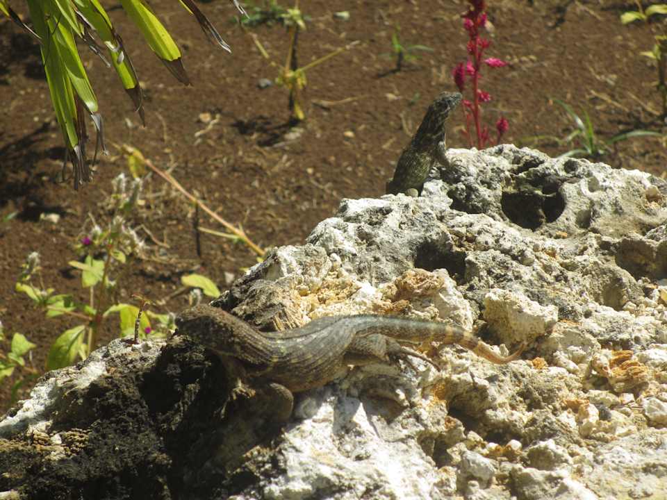 Die hoteleigenen Haustiere Melia Las Antillas - Adults only