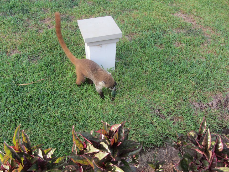 9 BlueBay Grand Esmeralda